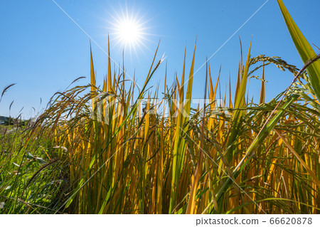 The rice stalks produced yellow fields all around. 66620878