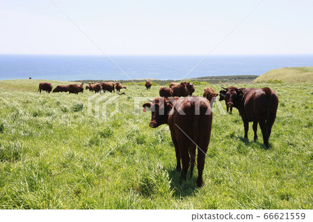 短喇叭 短喇叭 66621559