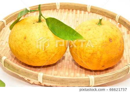 Summertime orange 66621737