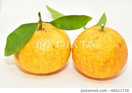 Summertime orange Summertime orange 66621738