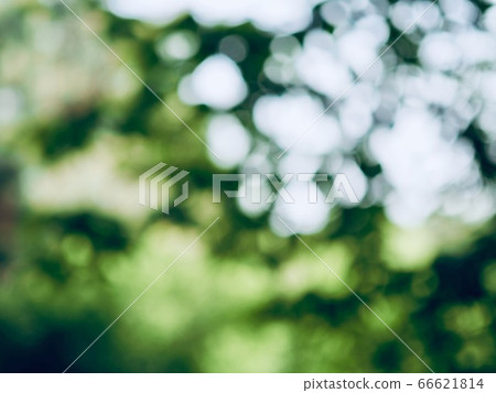 Abstract forest bokeh background, stray focus Abstract forest bokeh background, stray focus 66621814