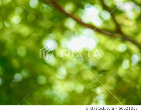 抽象森林bokeh背景，離群焦點 66621815