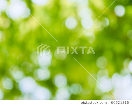 Abstract forest bokeh background, stray focus Abstract forest bokeh background, stray focus 66621816
