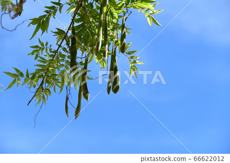 紫藤種子 66622012