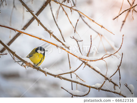 Titmouse on a snowy winter day 66622316