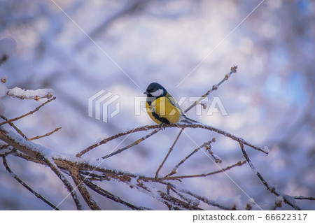 Titmouse on a snowy winter day 66622317