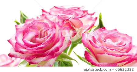 Pink rose flower in drops after rain Pink rose flower in drops after rain 66622338