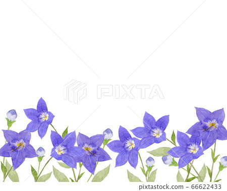 Bellflower watercolor Bellflower watercolor 66622433