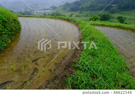 雨水梯田(奈良縣塔卡市區明日香村) 雨水梯田(奈良縣塔卡市區明日香村) 66622548