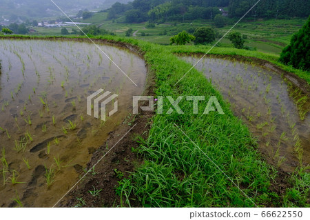 雨水梯田(奈良縣塔卡市區明日香村) 雨水梯田(奈良縣塔卡市區明日香村) 66622550