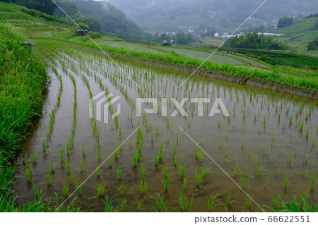 雨水梯田(奈良縣塔卡市區明日香村) 雨水梯田(奈良縣塔卡市區明日香村) 66622551