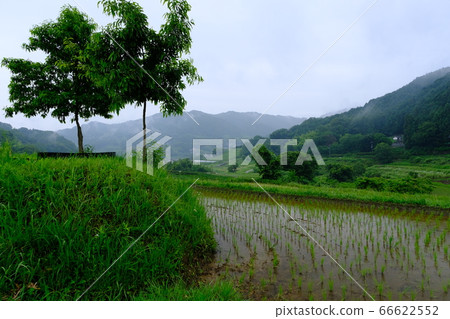 雨水梯田(奈良縣塔卡市區明日香村) 雨水梯田(奈良縣塔卡市區明日香村) 66622552