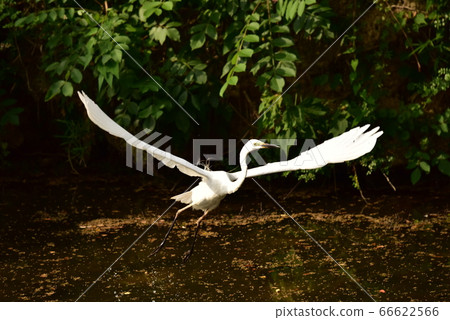 World heritage, Mozu Furuichi burial mound, Nitoku mausoleum with large egret flying 66622566