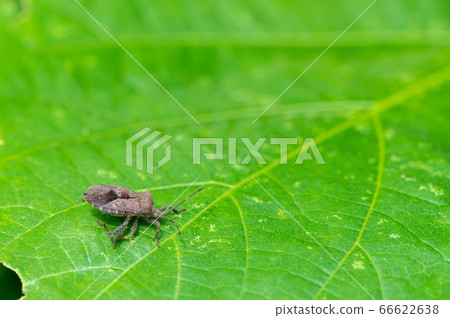 Hojoki bug 66622638