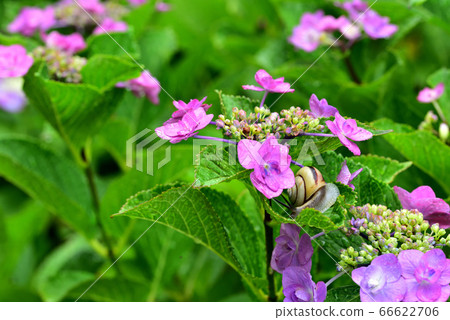 Snail on hydrangea after the rain Snail on hydrangea after the rain 66622706
