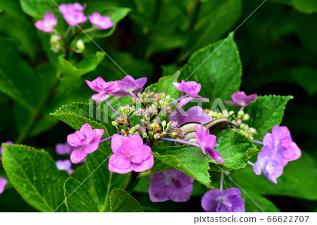 Snail on hydrangea with rain drops Snail on hydrangea with rain drops 66622707