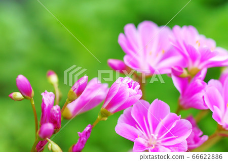 Leucyan flowers 66622886