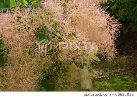 煙樹淺紅色01 煙樹淺紅色01 66623038