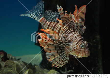 fish魚 66623333