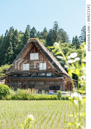 Early summer Shirakawa-go (daytime) Early summer Shirakawa-go (daytime) 66623341