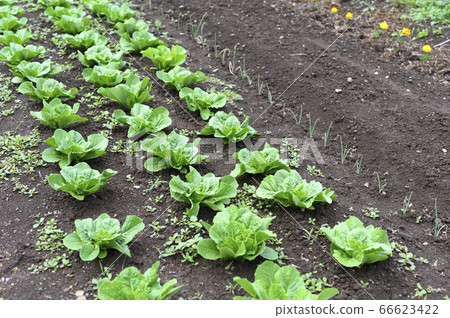 Field where vegetables are planted (lettuce chisha seedlings) Field where vegetables are planted (lettuce chisha seedlings) 66623422