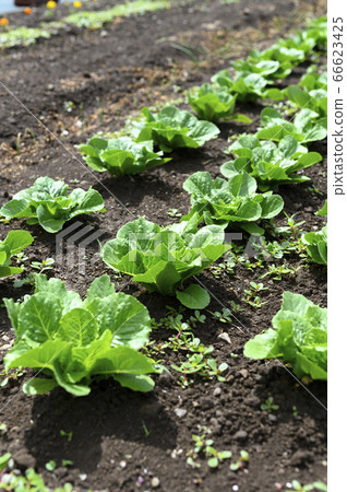 Field where vegetables are planted (lettuce chisha seedlings) Field where vegetables are planted (lettuce chisha seedlings) 66623425