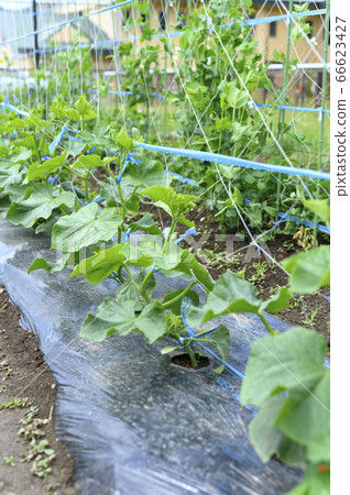 蔬菜種植地（黃瓜幼苗） 66623427