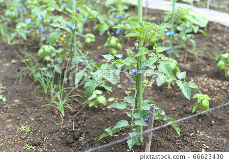蔬菜種植地（小番茄幼苗） 66623430