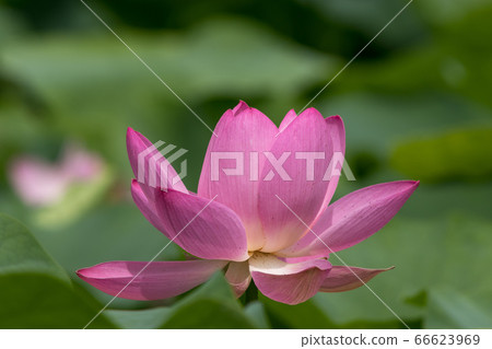 日本千葉縣千葉市男鹿蓮花 66623969
