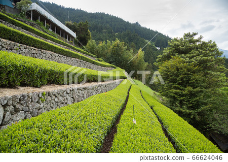 Green tea plantation in Tenryu Green tea plantation in Tenryu 66624046