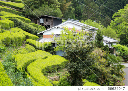 Green tea plantation in Tenryu 66624047