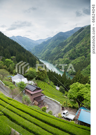 Green tea plantation in Tenryu 66624048
