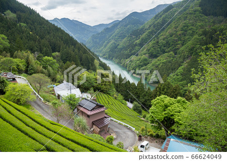 Green tea plantation in Tenryu 66624049