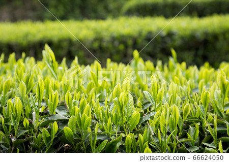 Green tea plantation in Tenryu 66624050