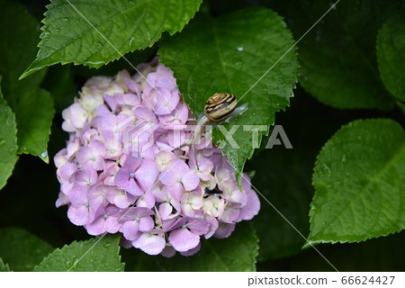 Snail and Hydrangea 66624427