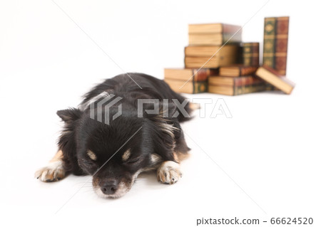 Chihuahua and book 66624520