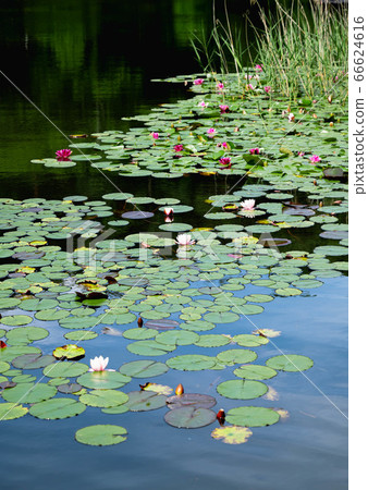 Azumino, water lily of Muroyama Azumino, water lily of Muroyama 66624616