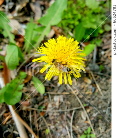 Close-up photo of a bee sitting on a dandelion 66624793