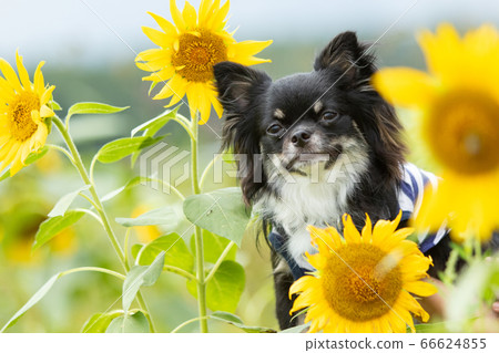 長外套奇瓦瓦 66624855