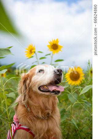 Golden Retriever and sunflower Golden Retriever and sunflower 66624860
