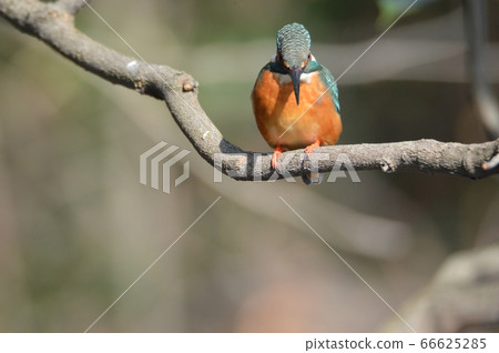 A female kingfisher gazing at the surface of the water and aiming for prey (Negawa Midori, Tachikawa Park/Tachikawa City, Tokyo) 66625285