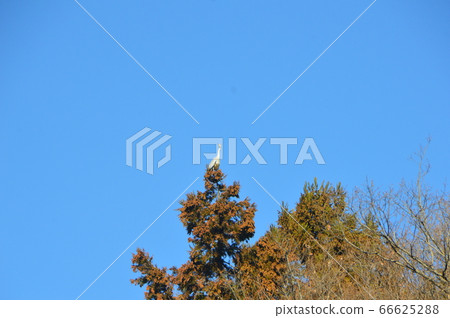 蒼鷺在樹梢上(ita玉縣八日市/百合町) 蒼鷺在樹梢上(ita玉縣八日市/百合町) 66625288