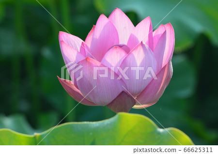 Lotus flower (Misato-cho, Saitama Prefecture) 66625311