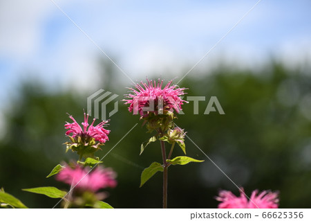 雨季的計時器椿 66625356