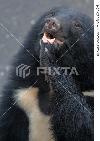 Black bear bear (Asiatic black bear, Himalayan bear) begging for food Black bear bear (Asiatic black bear, Himalayan bear) begging for food 66625854