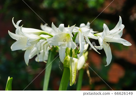 June Koto 267 Hamamoto, Higanbanana, Yumenoshima Tropical Botanical Museum 66626149