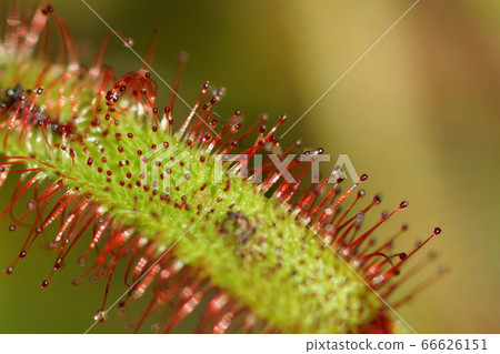June Koto 265 Mousengoke, Mousengegae, Yumenoshima Tropical Botanical Museum June Koto 265 Mousengoke, Mousengegae, Yumenoshima Tropical Botanical Museum 66626151