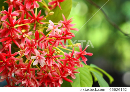 June Koto 261 Shikushi, Shikushi department, Yumenoshima Tropical Botanical Museum 66626162