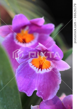 June Koto 251 Miltonia, Lanka, Yumenoshima Tropical Botanical Museum 66626179
