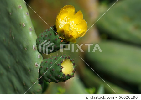 June Koto 239 Saboten/Sabotin department Uchiwa Saboten/Yumenoshima Tropical Botanical Museum 66626196